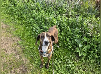 Sardo: eine ganz treue Seele