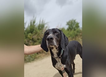 Vernedi: eine Seele von Hund