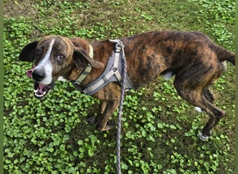 Sardo: eine ganz treue Seele