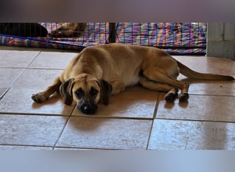 Caterina: zarte Hündin sucht Geborgenheit