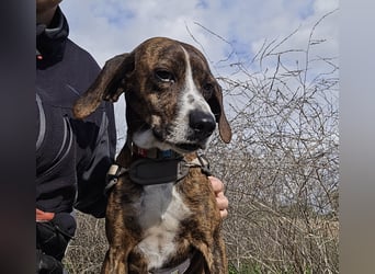 Sardo: eine ganz treue Seele