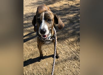 Sardo: eine ganz treue Seele