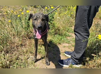 Rosino: ein Schatz für "überall mit dabei"