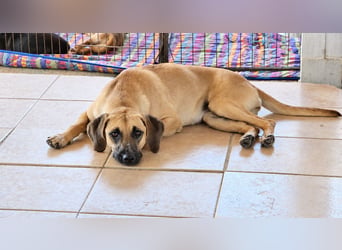 Caterina: sanfte Hündin sucht Geborgenheit