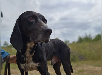 Vernedi: eine Seele von Hund