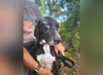 Vernedi: eine Seele von Hund