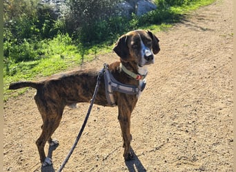 Sardo: eine ganz treue Seele