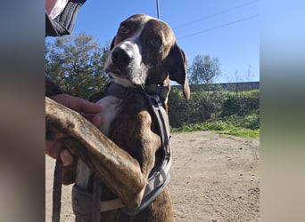 Sardo: eine ganz treue Seele