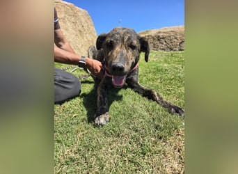 Rosino: ein Schatz für "überall mit dabei"