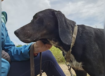 Vernedi: eine Seele von Hund