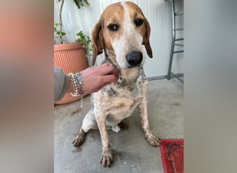 Albatros sucht Jagdhund-Liebhaber!