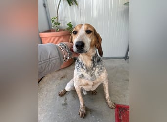 Albatros sucht Jagdhund-Liebhaber!