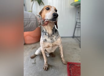 Albatros sucht Jagdhund-Liebhaber!