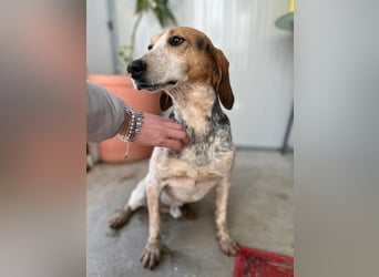 Albatros sucht Jagdhund-Liebhaber!