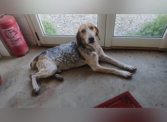 Albatros sucht Jagdhund-Liebhaber!