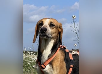 Pamela - Schüchterne Hündin sucht Mutmacher