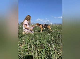 Pamela - (dringend Pflegestelle oder Zuhause gesucht) Schüchterne Hündin sucht Mutmacher