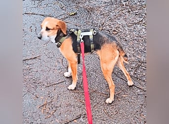 Pamela - Schüchterne Hündin sucht Mutmacher