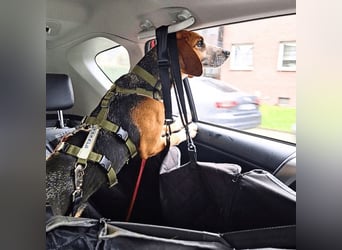 Pamela - Schüchterne Hündin sucht Mutmacher