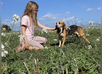 Pamela - Schüchterne Hündin sucht Mutmacher