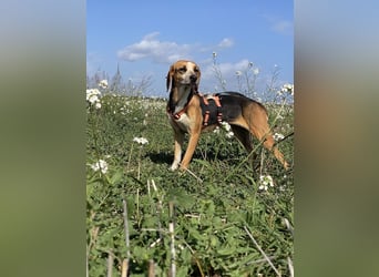 Pamela - Schüchterne Hündin sucht Mutmacher