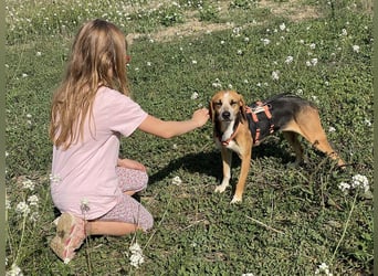 Pamela - (dringend Pflegestelle oder Zuhause gesucht) Schüchterne Hündin sucht Mutmacher