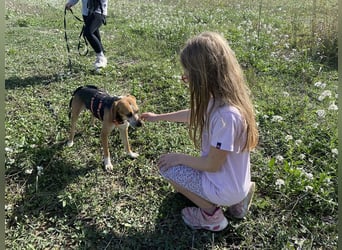 Pamela - Schüchterne Hündin sucht Mutmacher
