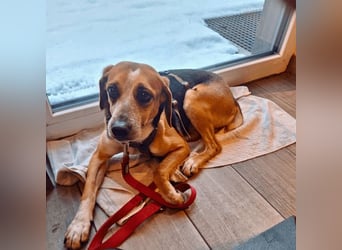 Pamela - Schüchterne Hündin sucht Mutmacher