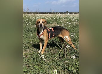 Pamela - (dringend Pflegestelle oder Zuhause gesucht) Schüchterne Hündin sucht Mutmacher