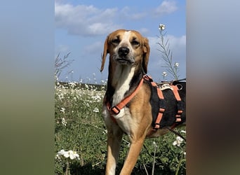 Pamela - (dringend Pflegestelle oder Zuhause gesucht) Schüchterne Hündin sucht Mutmacher