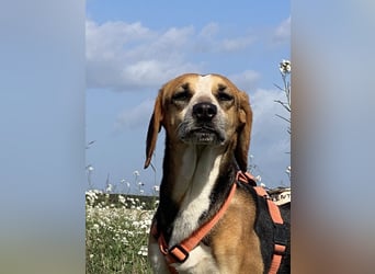 Pamela - Schüchterne Hündin sucht Mutmacher