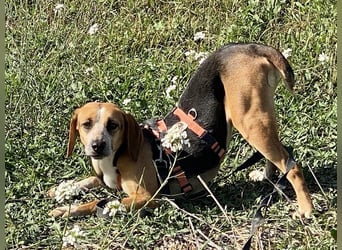 Pamela - (dringend Pflegestelle oder Zuhause gesucht) Schüchterne Hündin sucht Mutmacher