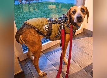 Pamela - Schüchterne Hündin sucht Mutmacher