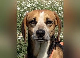 Pamela - Schüchterne Hündin sucht Mutmacher