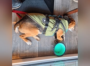 Pamela - Schüchterne Hündin sucht Mutmacher