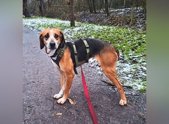 Pamela - Schüchterne Hündin sucht Mutmacher