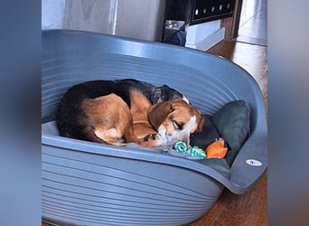 Pamela - Schüchterne Hündin sucht Mutmacher