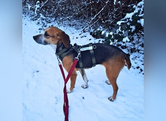 Pamela - Schüchterne Hündin sucht Mutmacher