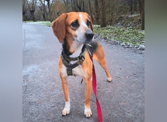 Pamela - Schüchterne Hündin sucht Mutmacher