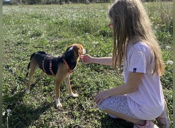 Pamela - (dringend Pflegestelle oder Zuhause gesucht) Schüchterne Hündin sucht Mutmacher