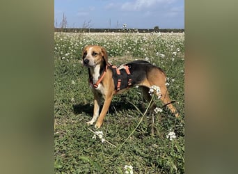 Pamela - (dringend Pflegestelle oder Zuhause gesucht) Schüchterne Hündin sucht Mutmacher