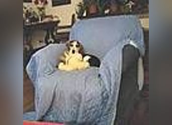 Teresa – Die lebensfrohe Segugio-Hündin sucht ihr Zuhause