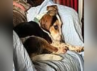 Teresa – Die lebensfrohe Segugio-Hündin sucht ihr Zuhause