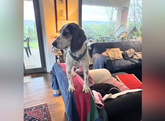 Teresa – Die lebensfrohe Segugio-Hündin sucht ihr Zuhause