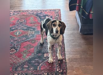 Teresa – Die lebensfrohe Segugio-Hündin sucht ihr Zuhause