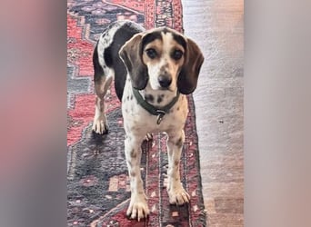 Teresa – Die lebensfrohe Segugio-Hündin sucht ihr Zuhause