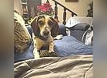 Teresa – Die lebensfrohe Segugio-Hündin sucht ihr Zuhause