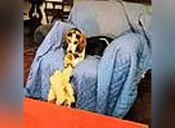 Teresa – Die lebensfrohe Segugio-Hündin sucht ihr Zuhause