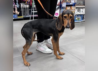 Diana  – HAT INTERESSENTEN - zarter,  kleiner Herzenshund auf der Suche nach dem Glück!