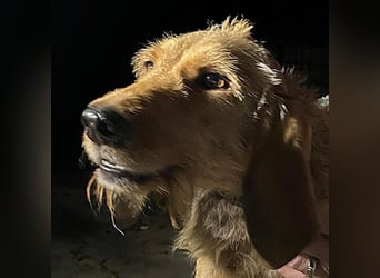 Rina -  zauberhaftes Langohrmädchen liebt Menschen mehr als die Jagd